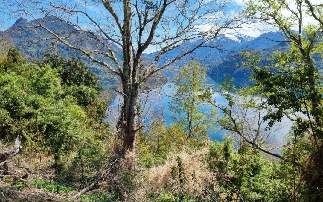 Parcelas con Vistas al Lago Maihue