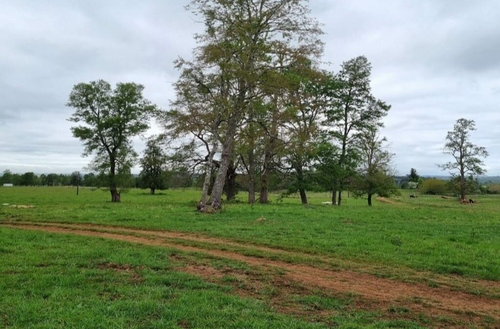 Campo a Orilla de Carretera Asfaltada en Río Negro