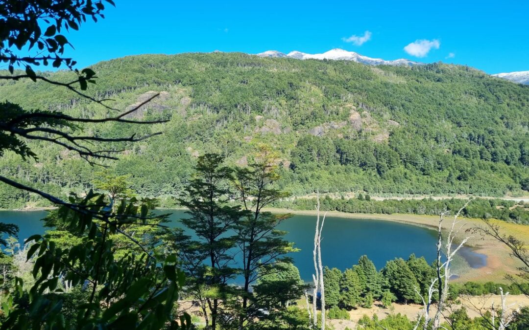 Campos forestales en el sur de Chile