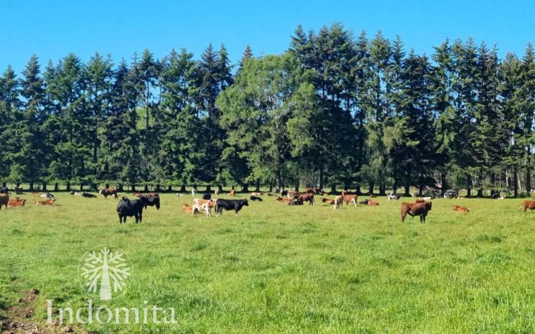 Parcelas en el sur de Chile Puerto Varas: Oportunidades y Naturaleza