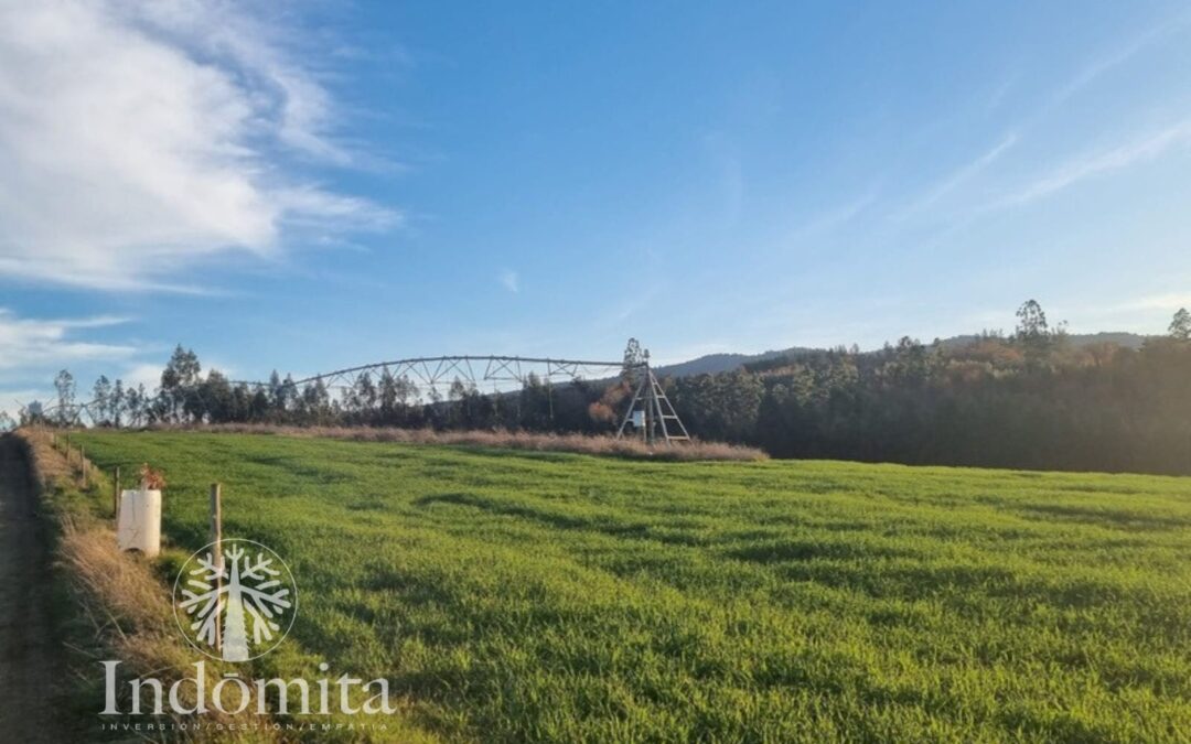 Fundo Productivo con Plantación en Purranque