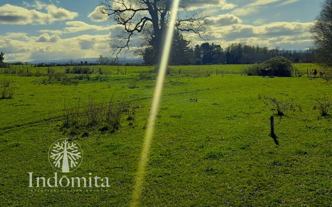 Campos con acceso a agua en el sur de Chile