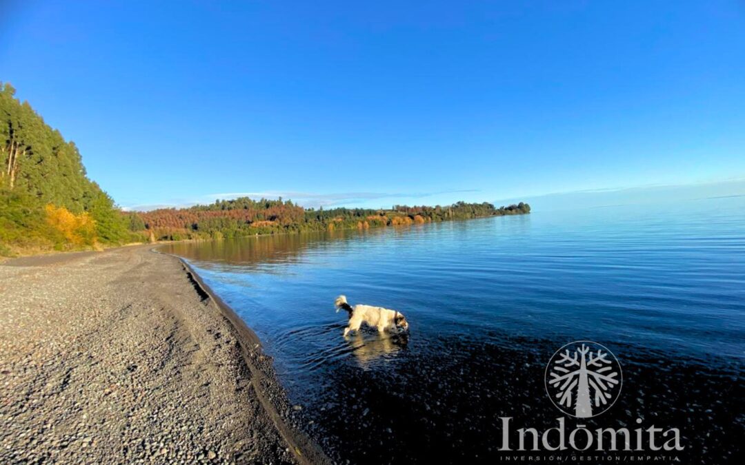 Campo Con 170 Metros De Orilla De Lago Llanquihue